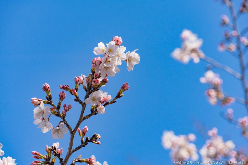 最終回 笑顔で彼と春を迎えたい 先取り すべりこみまで楽しめる桜の絶景5選 詩歩がプロデュース 恋する私の絶景リスト Arweb アールウェブ