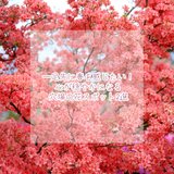 一足先に春を感じたい！心が穏やかになる穴場の花スポット2選