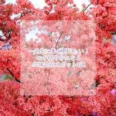 一足先に春を感じたい！心が穏やかになる穴場の花スポット2選