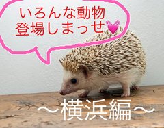 【脱！マンネリデート】珍しい動物と触れ合えるお店に行ってきた 〜横浜編〜