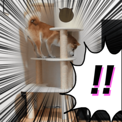 最近のペットカメラってこんなにきれいに映るの!?　留守中に起こった衝撃の映像をご覧あれ♡