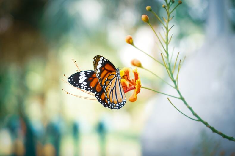 【夢占い】蝶々が夢に出てくる意味とは？まとわりつく、家に入ってくるなど夢の意味をパターン別にご紹介