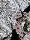 今回のテーマ:推しと私、どっちが大切なの?/初代バチェロレッテ・福田萌子の選ぶ女の頭のナカ