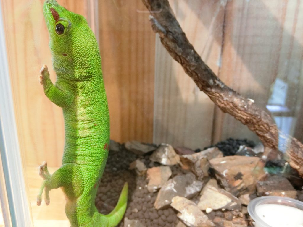 脱 マンネリデート 珍しい動物と触れ合えるお店に行ってきた 吉祥寺編 Ar アール Web