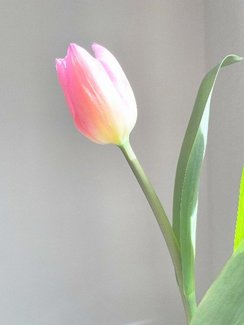 AMH検査（卵巣予備能検査）とは？検査の目的や費用、妊娠率との関係性も解説