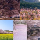 【最終回】笑顔で彼と春を迎えたい♡　先取り～すべりこみまで楽しめる桜の絶景5選【詩歩がプロデュース♡恋する私の絶景リスト】
