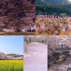 【最終回】笑顔で彼と春を迎えたい♡　先取り～すべりこみまで楽しめる桜の絶景5選【詩歩がプロデュース♡恋する私の絶景リスト】
