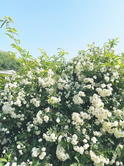 同僚の妊娠を社内全体で前向きにとらえるということ【三井住友海上火災保険の『育休職場応援手当（祝い金）』制度について聞いてみた】