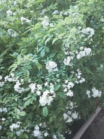 ママになるなら知っておきたい、妊活・妊娠中のお酒と赤ちゃんの関係