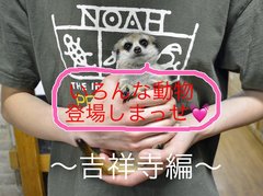 【脱！マンネリデート】珍しい動物と触れ合えるお店に行ってきた 〜吉祥寺編〜
